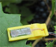 Leaf Sensor Affixed to grapes